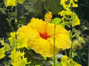 Island Yellow Hibiscus